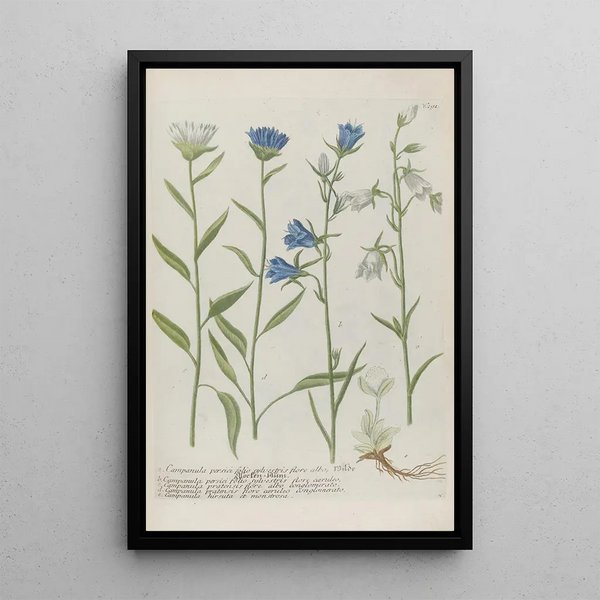 Phytanthoza iconographia Pl014 - Johann Wilhelm Weinmann — framed artwork on a wall