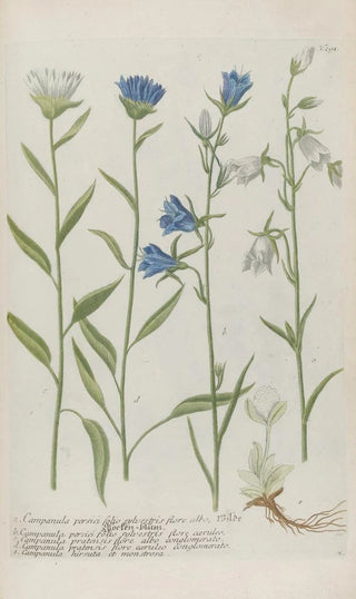 Johann Wilhelm Weinmann - Phytanthoza iconographia Pl014.webp