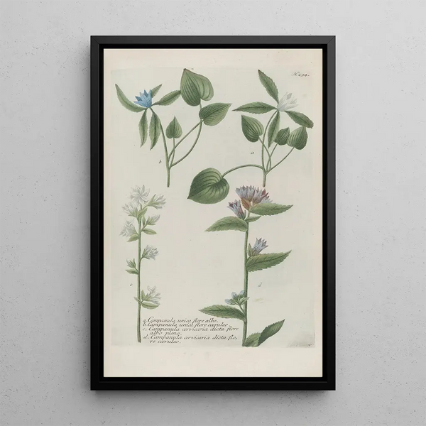 Phytanthoza iconographia Pl017 - Johann Wilhelm Weinmann — framed artwork on a wall