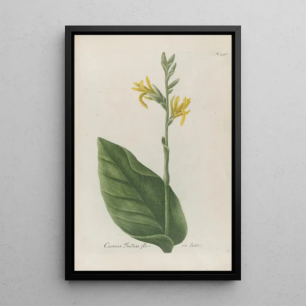 Phytanthoza iconographia Pl019 - Johann Wilhelm Weinmann — framed artwork on a wall
