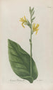 Phytanthoza iconographia Pl019 - Johann Wilhelm Weinmann — artwork view