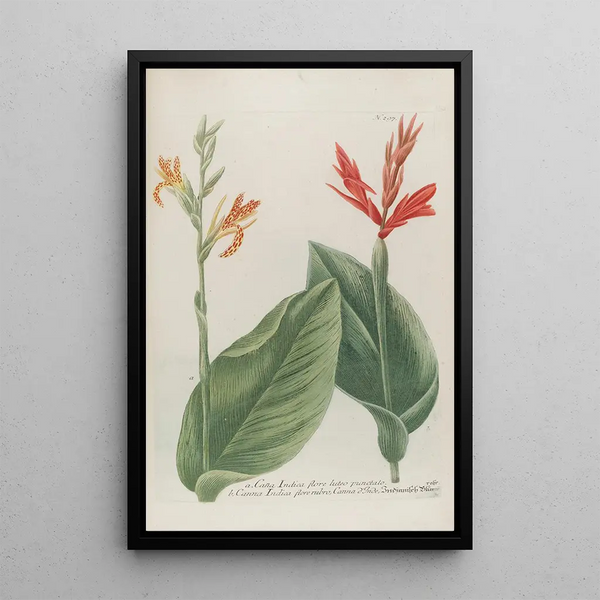Phytanthoza iconographia Pl020 - Johann Wilhelm Weinmann — framed artwork on a wall