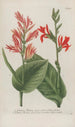 Phytanthoza iconographia Pl021 - Johann Wilhelm Weinmann — artwork view