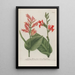 Phytanthoza iconographia Pl021 - Johann Wilhelm Weinmann — framed artwork on a wall