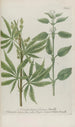 Phytanthoza iconographia Pl022 - Johann Wilhelm Weinmann — artwork view