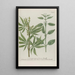 Phytanthoza iconographia Pl022 - Johann Wilhelm Weinmann — framed artwork on a wall