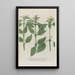 Phytanthoza iconographia Pl023 - Johann Wilhelm Weinmann — framed artwork on a wall