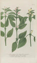 Phytanthoza iconographia Pl023 - Johann Wilhelm Weinmann — artwork view