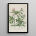 Phytanthoza iconographia Pl024 - Johann Wilhelm Weinmann — framed artwork on a wall