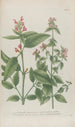 Phytanthoza iconographia Pl024 - Johann Wilhelm Weinmann — artwork view