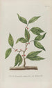 Phytanthoza iconographia Pl025 - Johann Wilhelm Weinmann — artwork view