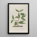 Phytanthoza iconographia Pl025 - Johann Wilhelm Weinmann — framed artwork on a wall