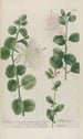 Phytanthoza iconographia Pl026 - Johann Wilhelm Weinmann — artwork view