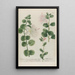 Phytanthoza iconographia Pl026 - Johann Wilhelm Weinmann — framed artwork on a wall