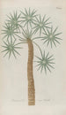 Phytanthoza iconographia Pl027 - Johann Wilhelm Weinmann — artwork view