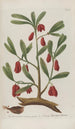 Phytanthoza iconographia Pl028 - Johann Wilhelm Weinmann — artwork view