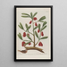 Phytanthoza iconographia Pl028 - Johann Wilhelm Weinmann — framed artwork on a wall