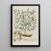 Phytanthoza iconographia Pl029 - Johann Wilhelm Weinmann — framed artwork on a wall