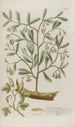 Phytanthoza iconographia Pl029 - Johann Wilhelm Weinmann — artwork view