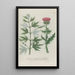Phytanthoza iconographia Pl030 - Johann Wilhelm Weinmann — framed artwork on a wall