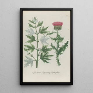 Johann Wilhelm Weinmann - Phytanthoza iconographia Pl030.webp