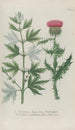 Phytanthoza iconographia Pl030 - Johann Wilhelm Weinmann — artwork view