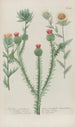 Phytanthoza iconographia Pl031 - Johann Wilhelm Weinmann — artwork view