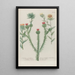 Phytanthoza iconographia Pl031 - Johann Wilhelm Weinmann — framed artwork on a wall