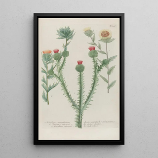 Johann Wilhelm Weinmann - Phytanthoza iconographia Pl031.webp