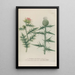 Phytanthoza iconographia Pl033 - Johann Wilhelm Weinmann — framed artwork on a wall