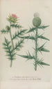 Phytanthoza iconographia Pl033 - Johann Wilhelm Weinmann — artwork view