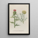 Phytanthoza iconographia Pl034 - Johann Wilhelm Weinmann — framed artwork on a wall