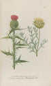 Phytanthoza iconographia Pl034 - Johann Wilhelm Weinmann — artwork view