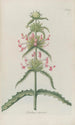 Phytanthoza iconographia Pl035 - Johann Wilhelm Weinmann — artwork view