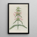 Phytanthoza iconographia Pl035 - Johann Wilhelm Weinmann — framed artwork on a wall