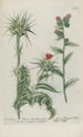 Phytanthoza iconographia Pl036 - Johann Wilhelm Weinmann — artwork view