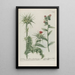 Phytanthoza iconographia Pl036 - Johann Wilhelm Weinmann — framed artwork on a wall