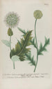 Phytanthoza iconographia Pl037 - Johann Wilhelm Weinmann — artwork view