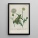 Phytanthoza iconographia Pl037 - Johann Wilhelm Weinmann — framed artwork on a wall