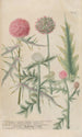 Phytanthoza iconographia Pl038 - Johann Wilhelm Weinmann — artwork view