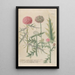 Phytanthoza iconographia Pl038 - Johann Wilhelm Weinmann — framed artwork on a wall