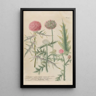 Johann Wilhelm Weinmann - Phytanthoza iconographia Pl038.webp