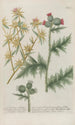 Phytanthoza iconographia Pl040 - Johann Wilhelm Weinmann — artwork view