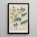 Phytanthoza iconographia Pl040 - Johann Wilhelm Weinmann — framed artwork on a wall
