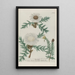 Phytanthoza iconographia Pl041 - Johann Wilhelm Weinmann — framed artwork on a wall