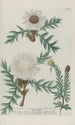 Phytanthoza iconographia Pl041 - Johann Wilhelm Weinmann — artwork view