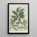 Phytanthoza iconographia Pl042 - Johann Wilhelm Weinmann — framed artwork on a wall