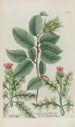 Phytanthoza iconographia Pl042 - Johann Wilhelm Weinmann — artwork view