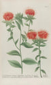 Phytanthoza iconographia Pl043 - Johann Wilhelm Weinmann — artwork view