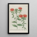 Phytanthoza iconographia Pl043 - Johann Wilhelm Weinmann — framed artwork on a wall